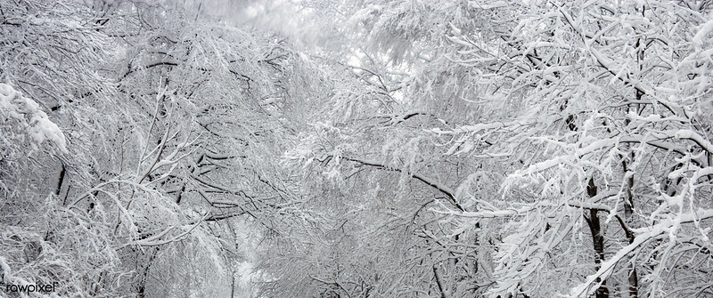 Photo of snowy trees in Rock Creek Park, Washington
